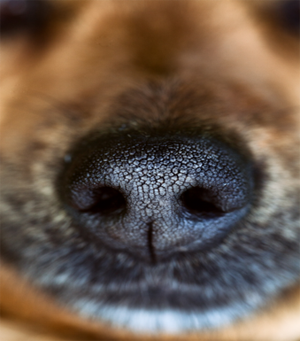 how can i get my dogs nose printed